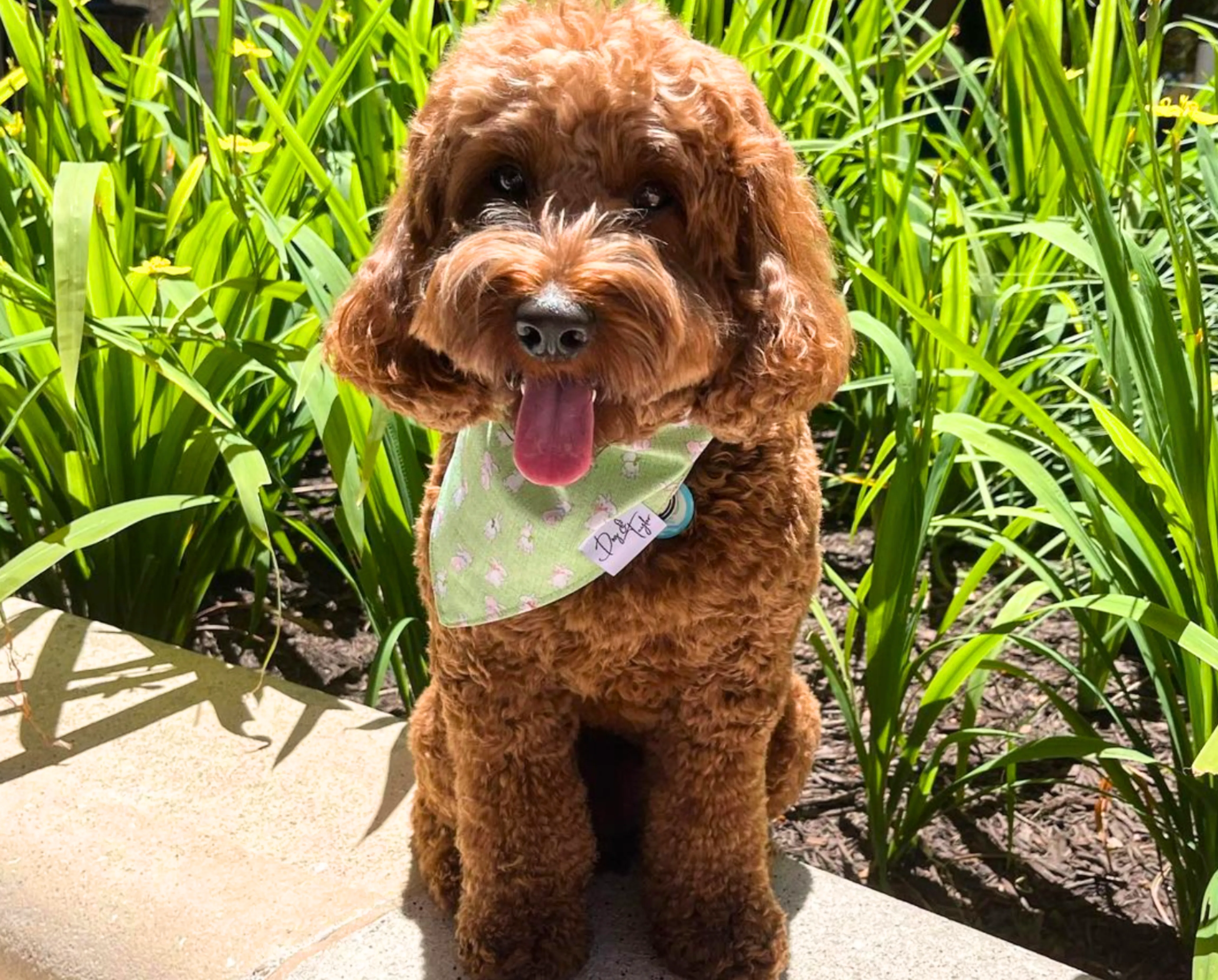 Bows Bunny Slip-on Bandana   Collar