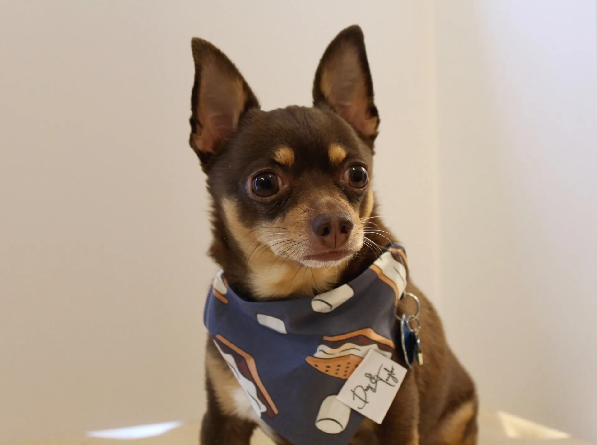 S'Mores Dog Bandana