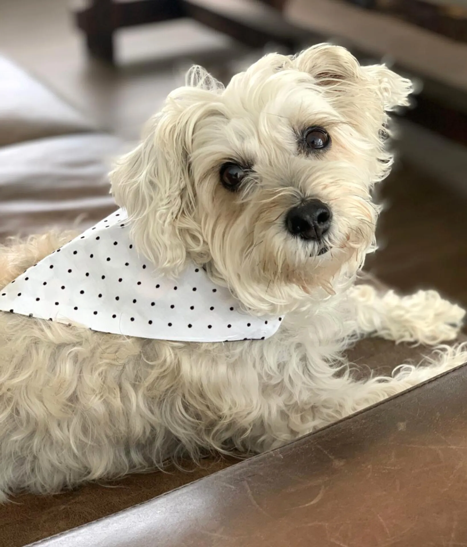 Total Badass Dog Bandana