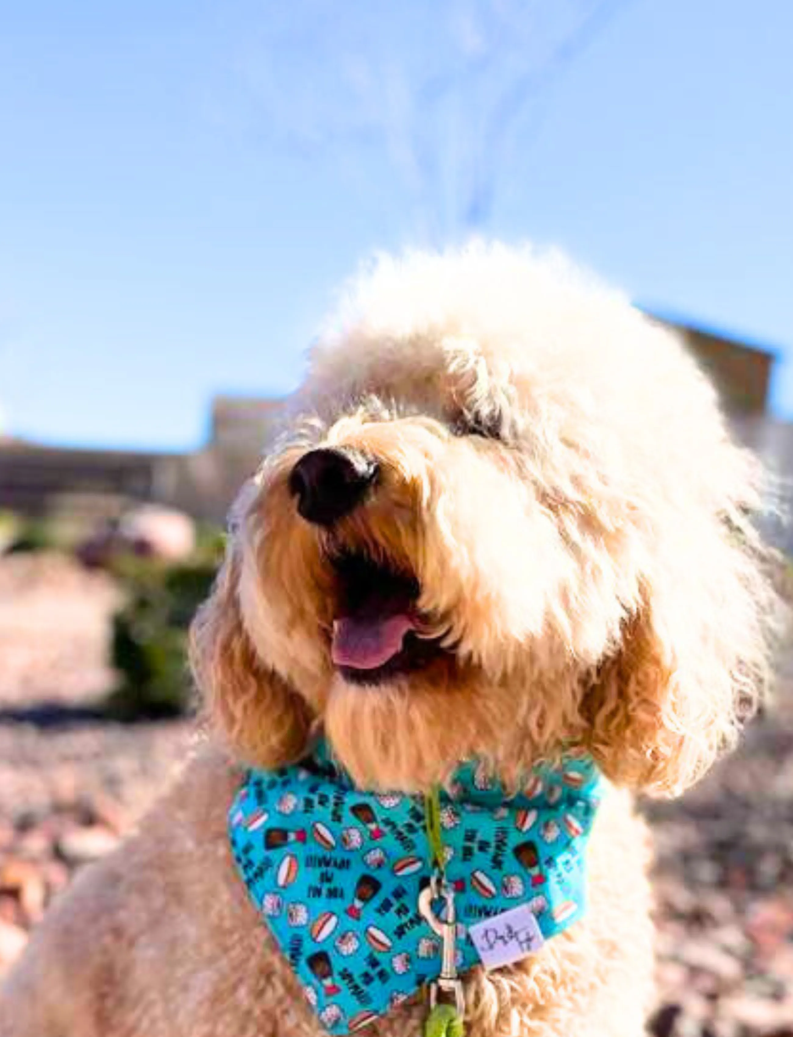 You Are My SoyMate Dog Bandana